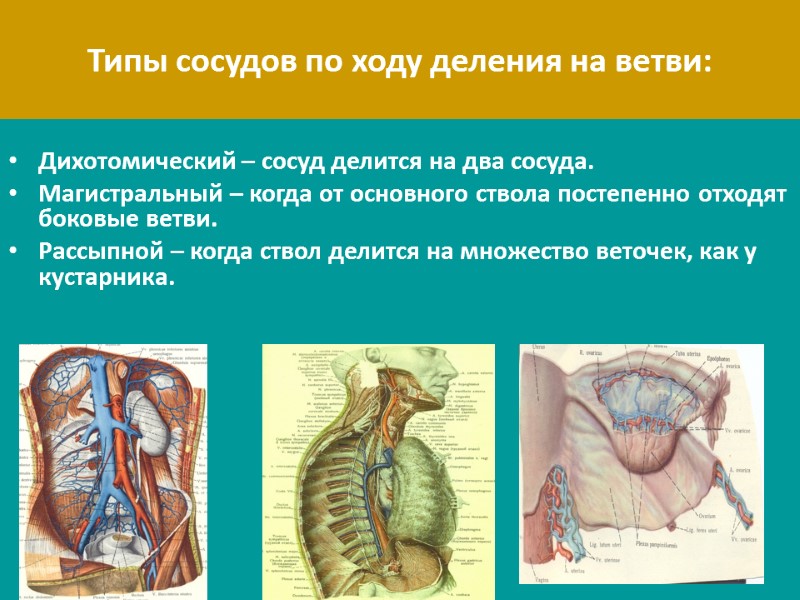 Типы сосудов по ходу деления на ветви:  Дихотомический – сосуд делится на два